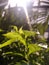 Golden dewdrops & x28;Duranta erecta& x29; is an ornamental sprawling shrub. Â 